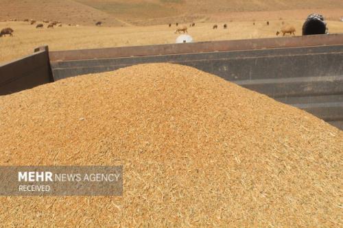 ۴۴ هزار تن به ذخایر میلیونی گندم کشور اضافه گردید