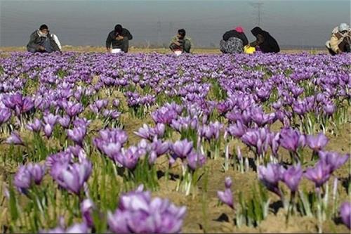 اجازه ورود دلالان و مافیای زعفران را به بورس کالا نمی دهیم