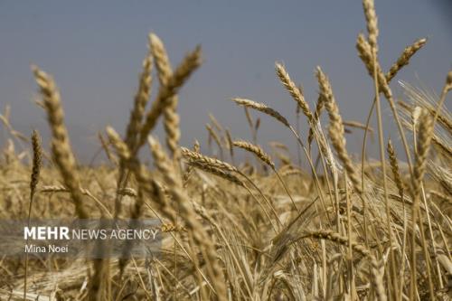 نزدیک شش میلیون هکتار از زمینهای کشاورزی زیر کشت دیم قرار دارد