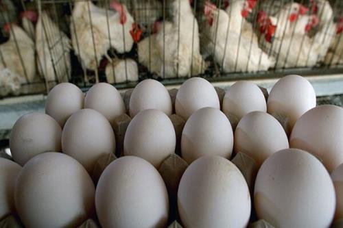 صادرات تخم مرغ با قیمت های فعلی صرفه اقتصادی ندارد