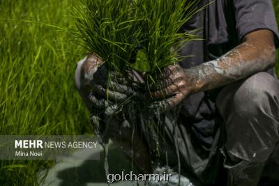 کشت قراردادی برنج، رویکرد وزارت جهاد کشاورزی برای کنترل قیمت ها
