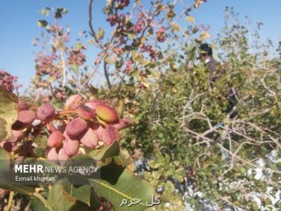 کاهش ۳۳ درصدی صادرات پسته در ۱۴۰۰