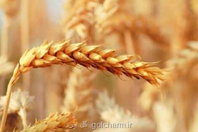 افزایش نیم میلیون تنی خرید گندم از گندمکاران در سال 1401