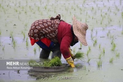 سهم گیلان در تولید و تامین نیاز برنج کشور قابل توجه است