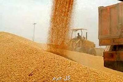 خرید گندم به ۵ و نیم میلیون تن رسید