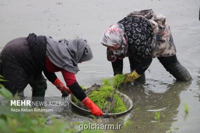 افزایش ۲۰ درصدی تولید برنج و عبور خرید گندم از ۵ و نیم میلیون تن