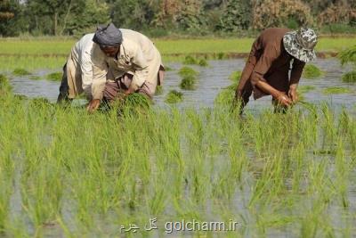 افزایش ۲۰ درصدی تولید برنج امسال در کشور