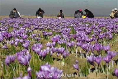 اجازه ورود دلالان و مافیای زعفران را به بورس کالا نمی دهیم