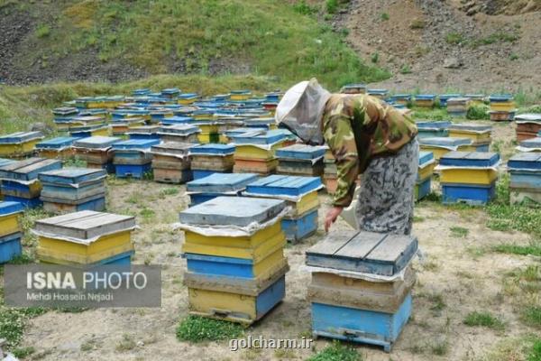 گرفتن مجوز مرکز صادرات عسل لرستان