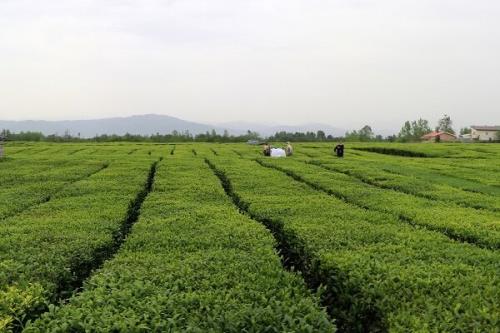 خرید بیش از 115 هزار تن برگ سبز چای از باغات شمال کشور