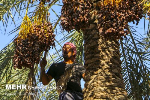 رکوردزنی دیار نخل و بلوط در تولید خرما