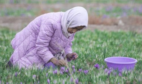 ۱۸۰ تن زعفران در مناطق مختلف خراسان رضوی برداشت شد