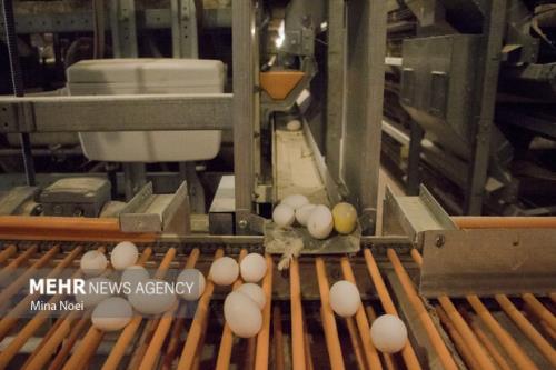 فروش تخم مرغ فله ای به قیمت 45 هزار تومان