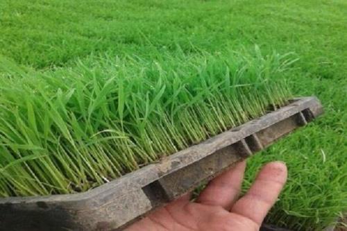64 پروژه بخش کشاورزی آذربایجان شرقی آماده بهره برداری است