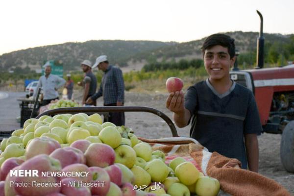 سود کشاورز به جیب دلال می رود