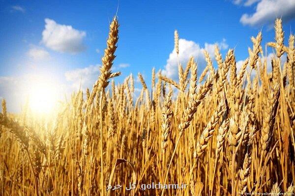 گندمکاران با اجرای الگوی کشت یارانه های کشت دریافت می کنند
