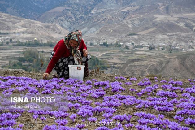 به جای اینکه بگوییم کشورها زعفرانمان را می برند، باید به فکر افزایش عملکرد باشیم