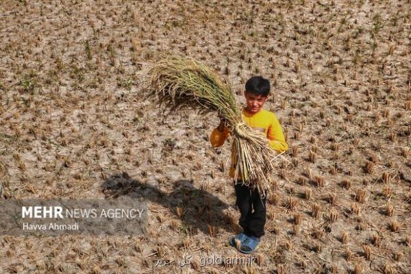تأمین برنج کشور به اندازه کافی