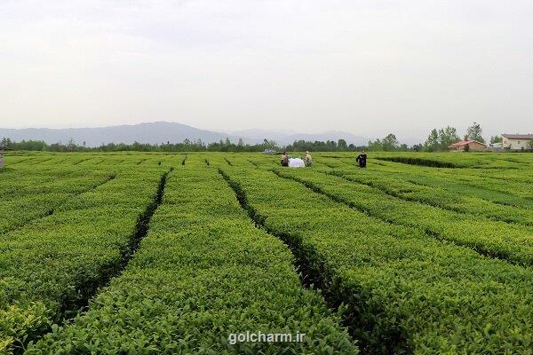 خرید بیش از 115 هزار تن برگ سبز چای از باغات شمال کشور