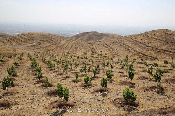 تقویت پوشش گیاهی راهکار برون رفت از چالش های زیست محیطی