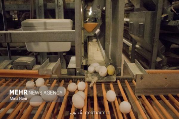 فروش تخم مرغ فله ای به قیمت 45 هزار تومان