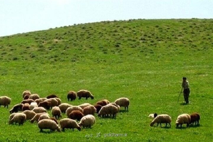 برگزاری کارگروه ملی مدیریت چرای دام و ساماندهی کوچ