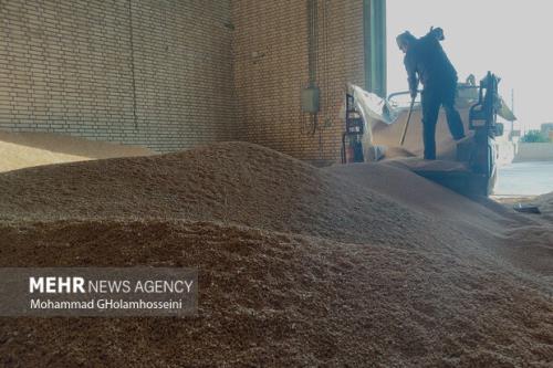 نرخ خرید تضمینی گندم اعلام می شود