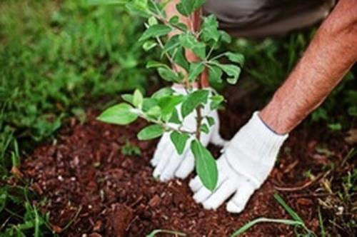 تدوین طرح تولید 10 میلیون نهال جنگلی توسط زنان روستایی و عشایری