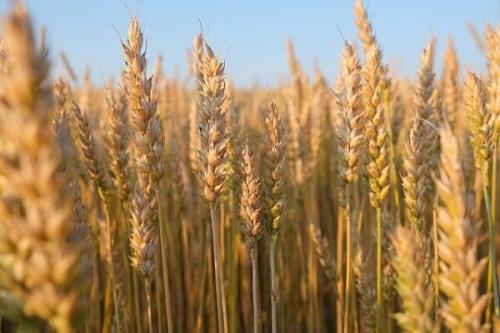 افزایش 31 درصدی خرید تضمینی گندم تاکنون