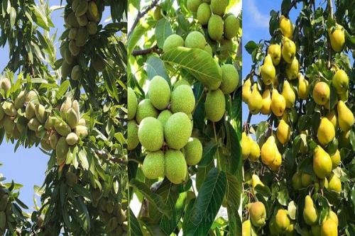 پیش بینی افزایش ۸ درصدی تولید میوه های سردسیری و خشک