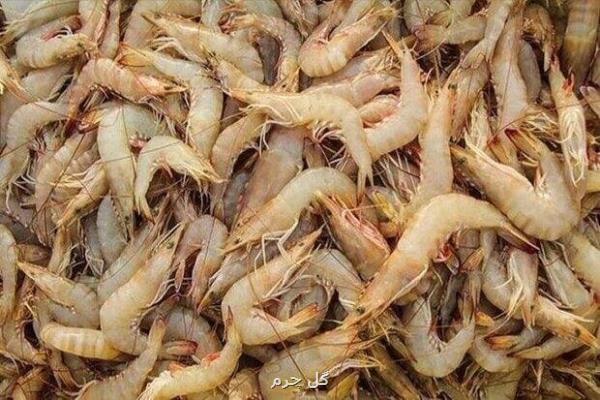 صید میگوی ببری در صیدگاه بحرکان آزاد شد