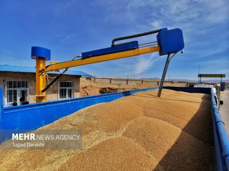 افزایش 30 درصدی خرید گندم در 3 استان ساحلی شمال کشور