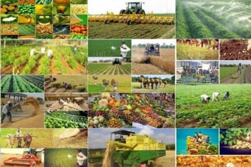 قیمت خرید تضمینی محصولات اساسی چگونه تعیین می شود؟