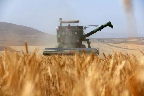 رکورد تاریخی تولید ۱ و هشت دهم میلیون تن گندم در مزارع خوزستان