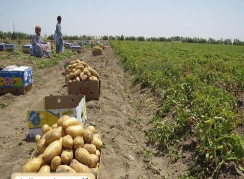 افزایش صادرات سیب زمینی 169 درصد