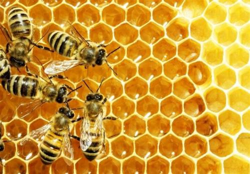 پیشبینی ایجاد ۴۷ زنجیره ارزش محصولات زنبور عسل در برنامه هفتم