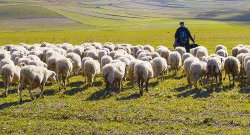 افزایش ۱۰ درصدی تولید دام برای جبران کمبود گوشت قرمز