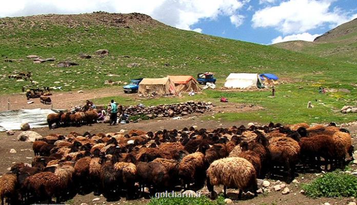 25 درصد گوشت قرمز کشور را عشایر تولید می کنند