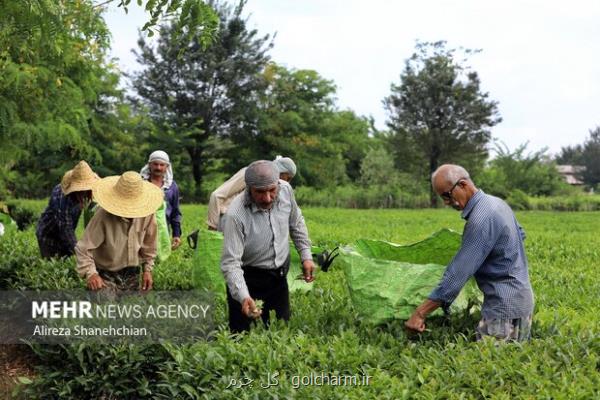 خریداران چای داخلی مجوز دوبرابری ثبت سفارش واردات دریافت می کنند