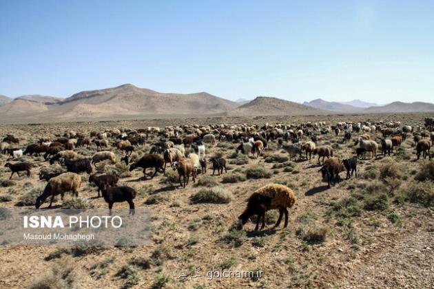 افزایش زایش در پاییز کمبود دام مولد را جبران می کند؟