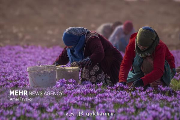 صادرات ۱۵۰ تنی زعفران در ۸ ماهه سال جاری