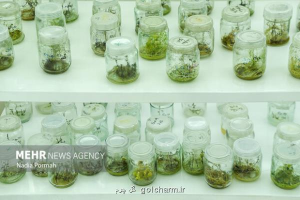 فرصت های بخش کشاورزی برای دانش بنیان ها