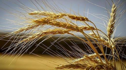 آمادگی حداکثری برای صیانت از گندم های خریداری شده در کشور