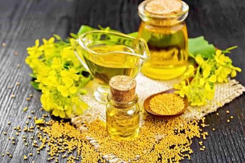 نیاز کشور به کلزا حدود ۳ و نیم میلیون تن است