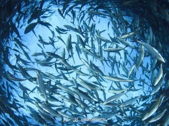 صادرات آبزیان ۳ درصد افزوده شد