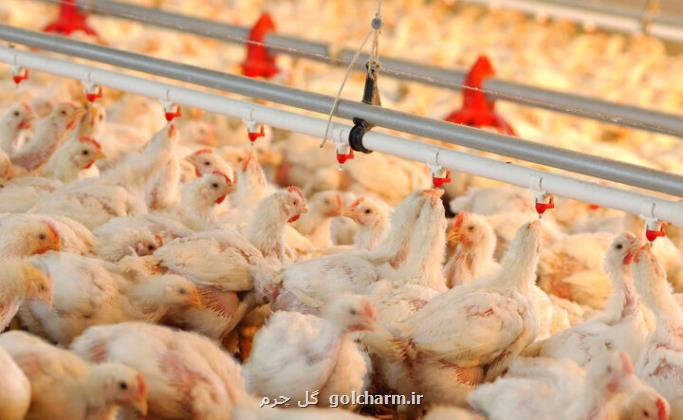 مرغ از تولید و تامین بازار داخل تا ارزآوری و صادرات