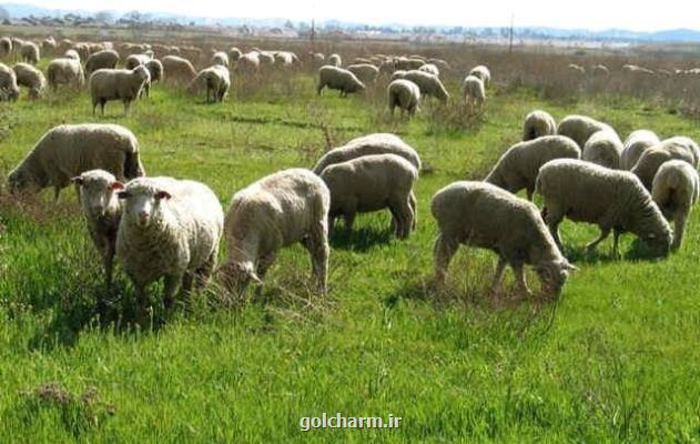 آمار دام سبک بین ۶۲ تا ۷۱ ۱۶ میلیون رأس متغیر است