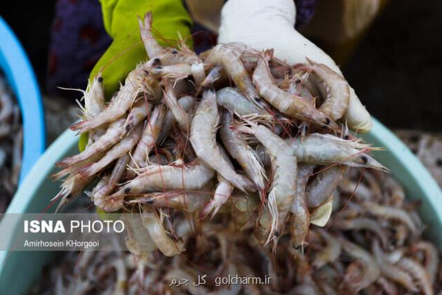 ذخیره سازی بیشتر از ۱۳۰ میلیون قطعه بچه میگو در مزارع خوزستان