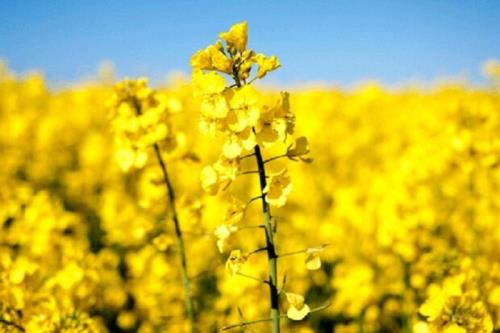 بخش خصوصی هنوز برای خرید تضمینی کلزا اعلام آمادگی نکرده است