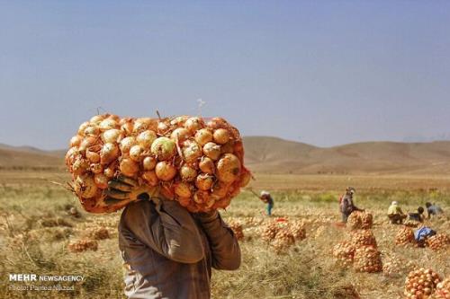تمدید خرید تضمینی پیاز تا ۵ خرداد